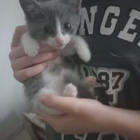PHILOU, chat à adopter