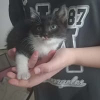PISTACHE, chatte à adopter