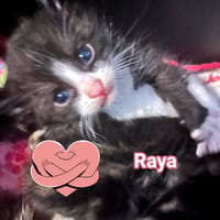RAYA, chatte à adopter
