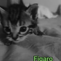 FIGARO, chat à adopter