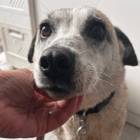 Alba, female dog to adopt