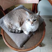 LOLY, chatte à adopter