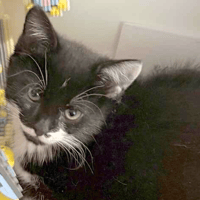 Harley, female cat to adopt