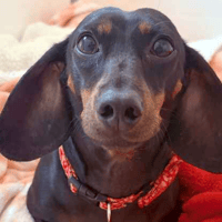 Pearl, female dog to adopt