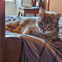 SOLEIO, chat à adopter
