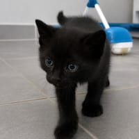 Berry, chat à adopter