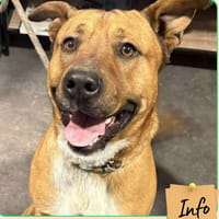 Raiko, chien à adopter