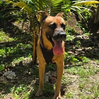 KARAMELO, Mâle BERGER CRÉOLE, chien à adopter