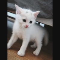 POINT VIRGULE, chat à adopter
