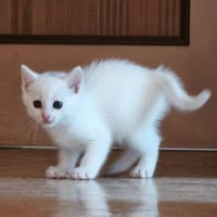 HADES, chat à adopter
