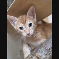 GODIVEAU, chat à adopter
