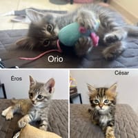 ÉROS, CÉSAR, ORIO, chat à adopter