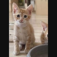 CHORIZO, chat à adopter