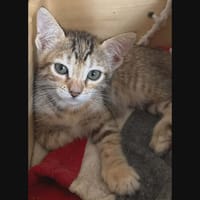 CHIPO, chatte à adopter
