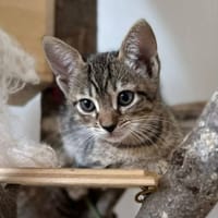 MERGUEZ, chatte à adopter
