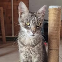 Câline, chatte à adopter