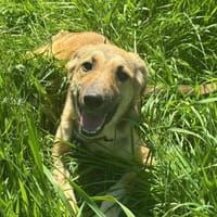 Taro - gute Laune Hund 🍀, Hund zur Adoption