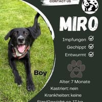 Junghund Miro sucht sein Zuhause 💜, Hund zur Adoption