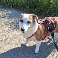 2 Senioren suchen ein Zuhause, Hund zur Adoption