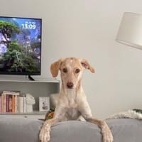 Mia, zauberhaftes Welpen Mädchen, Hündin zur Adoption