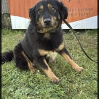 Frieda💜sucht ihr  Zuhause/Pflegestelle, Hündin zur Adoption