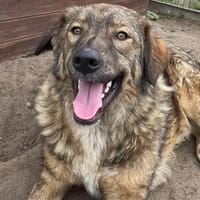 Frodo sucht sein Für-immer-Zuhause, Hund zur Adoption
