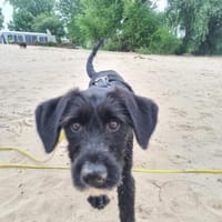 Rudi sucht seine Menschen 💙, Hund zur Adoption