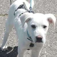 Gusha - der aufgeschlossene Entdecker, Hund zur Adoption