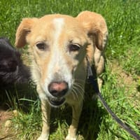 Jette - sehr lieb und unkompliziert🍀, Hündin zur Adoption