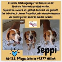 💙 Seppi 💙 sucht seine Menschen, Hund zur Adoption