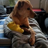 Lusi auf Pflegestelle in Bonn, Hündin zur Adoption