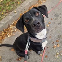 Theo sucht eine aktive Familie, Hund zur Adoption