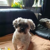 Gino 10-jähriger Bolonka Zwetna, Hund zur Adoption