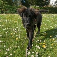 Momo sucht ein liebevolles Zuhause, Hündin zur Adoption
