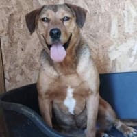 Brouwnie💙 sucht  Pflegestelle/Endstelle, Hund zur Adoption