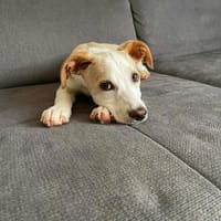 Luna - kleine Zuckerschnute 🍀, Hündin zur Adoption