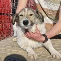 Sunshine ❤🍀 sucht Pflegestelle/Endstel, Hündin zur Adoption