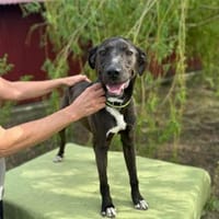 Fröhlicher Rio sucht seine Menschen, Hund zur Adoption