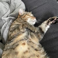 Einzelprinzessin Lili, Katze zur Adoption