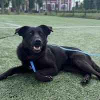 Berti sucht ihr Für-immer-Zuhause, Hündin zur Adoption