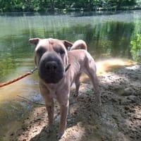 Vorsichtige Dame, Hündin zur Adoption