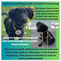 💙 Theo 💙 sucht seine Familie, Hund zur Adoption