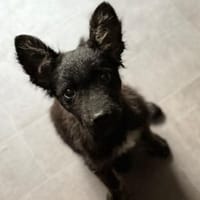 💙 Murphy 💙  sucht sein Zuhause, Hund zur Adoption
