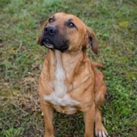 ZINO - menschenfreundlich und offen, Hund zur Adoption
