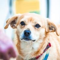 Silling, Hündin zur Adoption