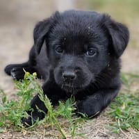 Janna, Jamila, Josi, Ronja, Hermine, Hündin zur Adoption