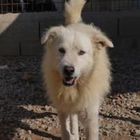 Augusto - wartet in 32351 Stemwede, Hund zur Adoption