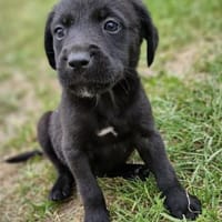 Hubert und Leo, Hund zur Adoption