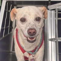 Coco, menschenbezogen, offen, Hündin zur Adoption
