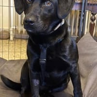 ♥Sammy♥ in 66583 Spiesen-Elversberg, Hund zur Adoption